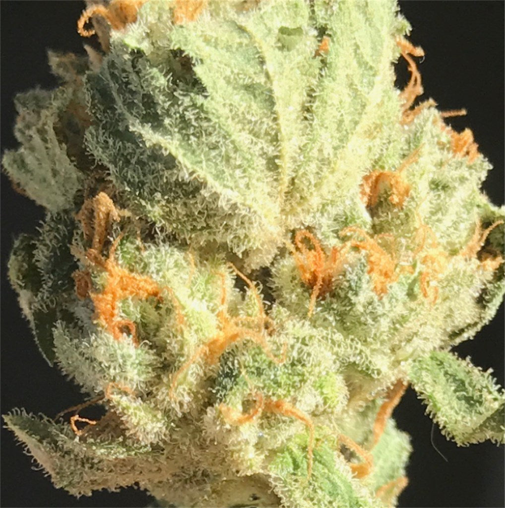 Dizzy OG marijuana strain flower with berry and sweet flavor and energetic / creative effects - Rare Harvest hybrid