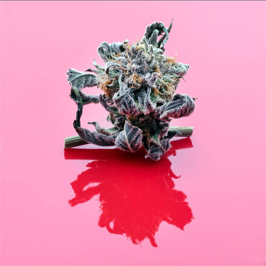 Dog Shit marijuana strain flower with woody and earthy flavor and energetic / euphoric effects - Rare Harvest hybrid