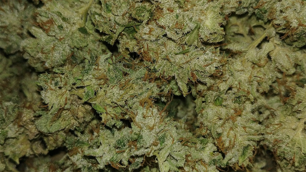 Dogwalker OG marijuana strain flower with skunk and woody flavor and relaxed / tingly effects - Rare Harvest hybrid