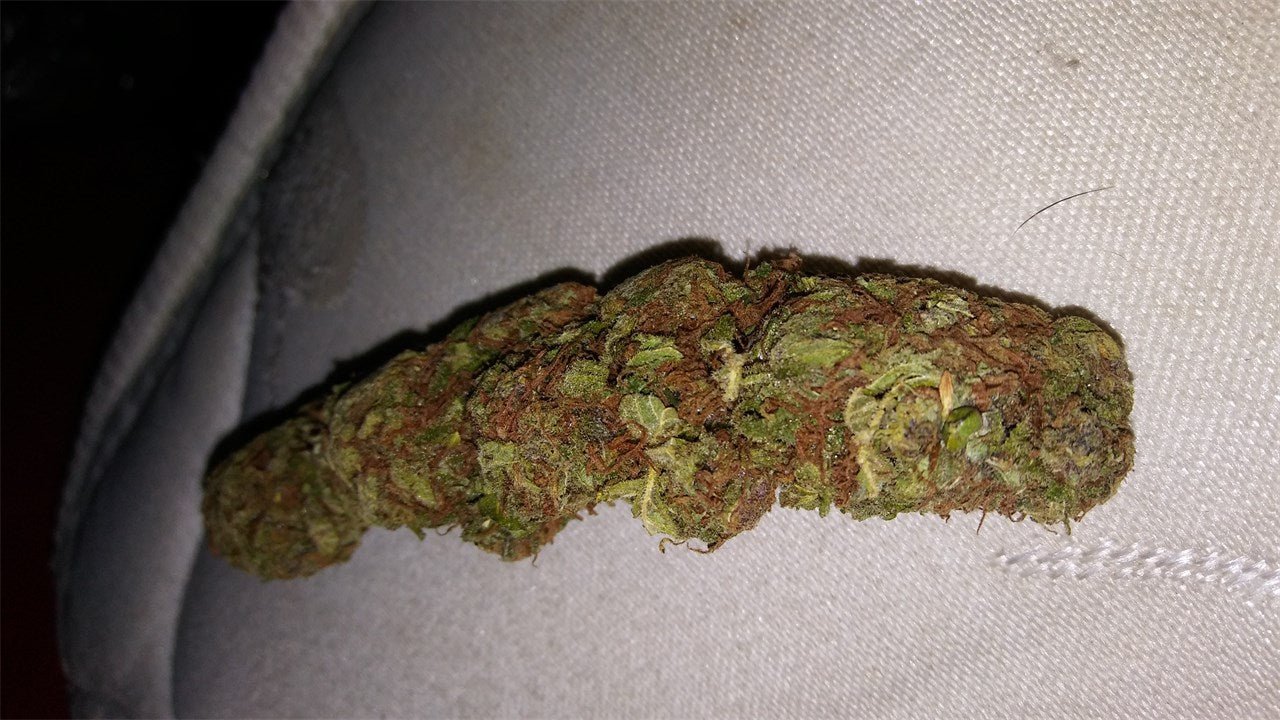 Domino marijuana strain flower and energetic / uplifted effects - Rare Harvest indica