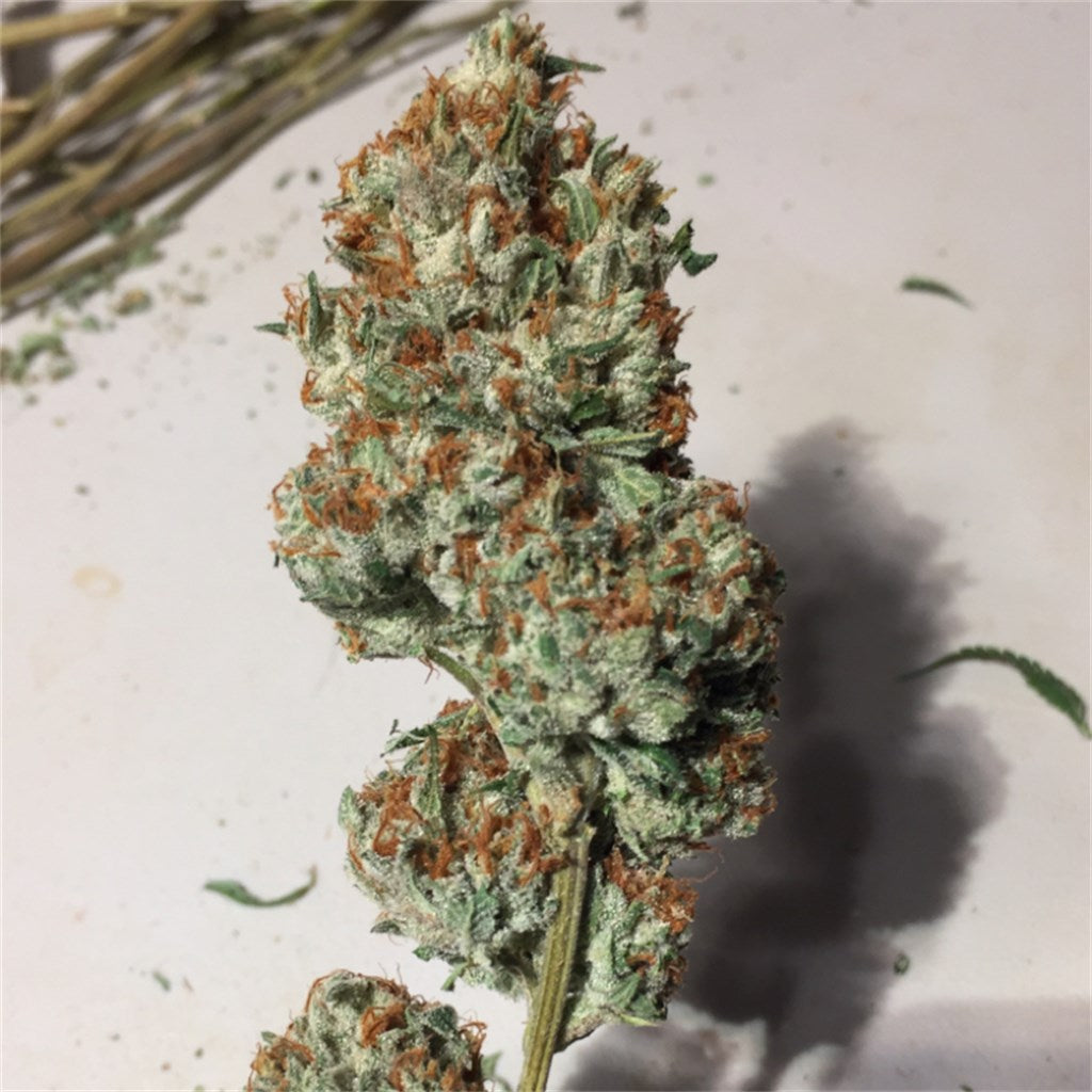 Don Shula marijuana strain flower with blue cheese and diesel flavor and creative / euphoric effects - Rare Harvest hybrid