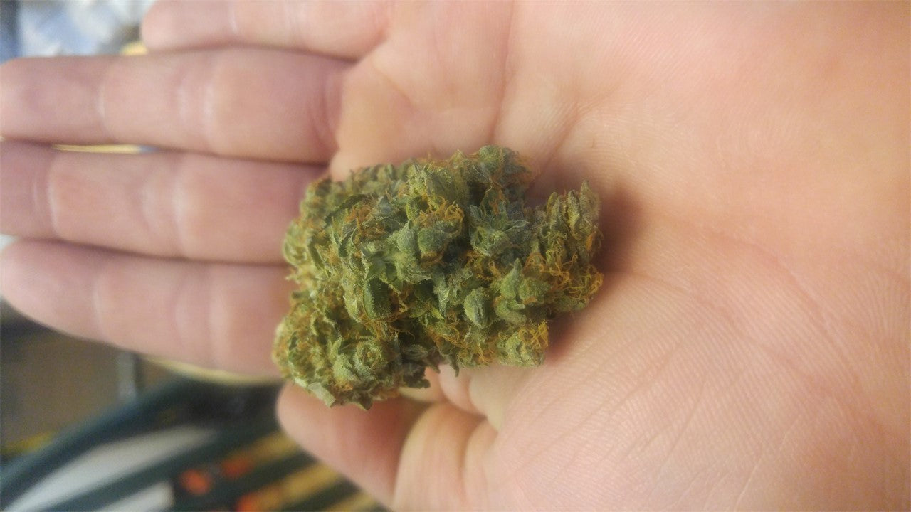 Donegal marijuana strain flower with lemon and citrus flavor and energetic / creative effects - Rare Harvest hybrid