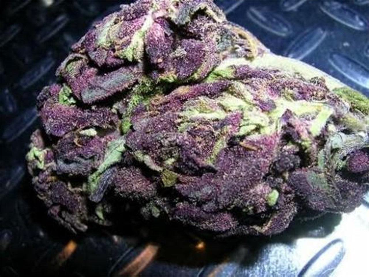 Doox marijuana strain flower with berry and skunk flavor and energetic / uplifted effects - Rare Harvest sativa