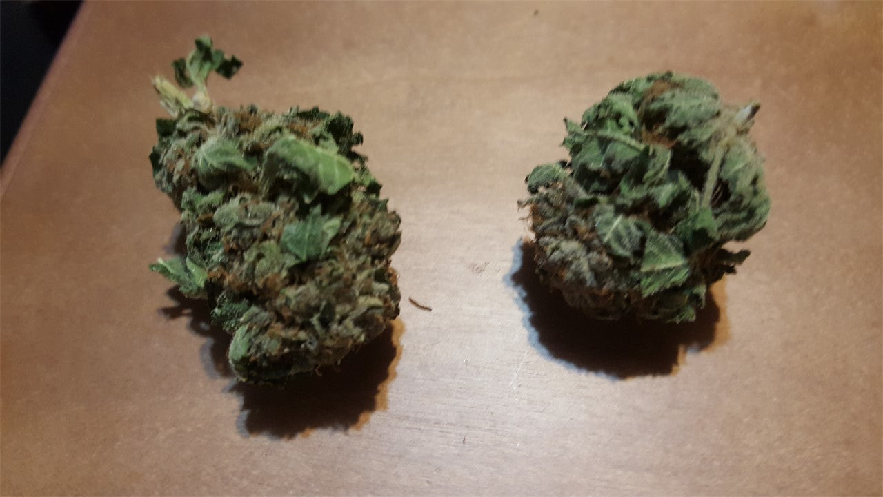 Double Barrel OG marijuana strain flower with earthy and mint flavor and hungry / creative effects - Rare Harvest hybrid