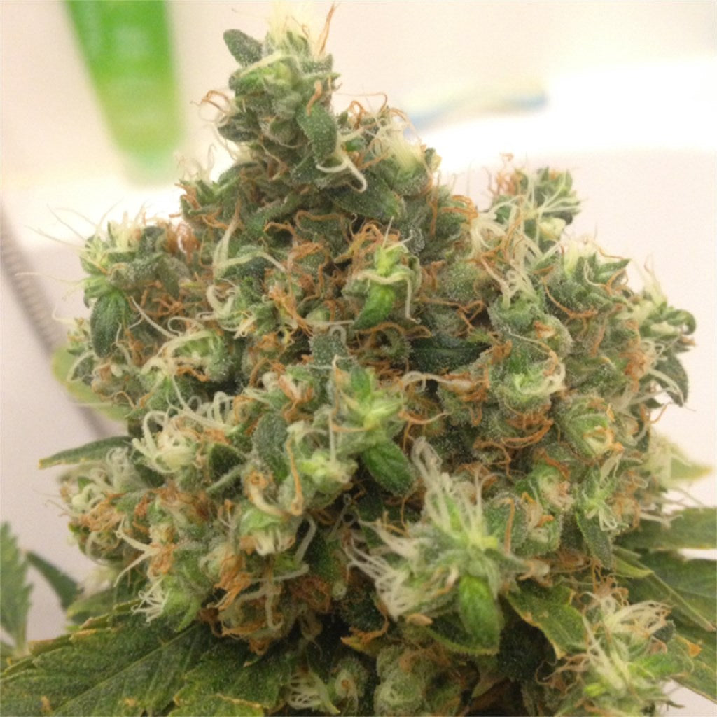 Double Dutch marijuana strain flower with tar and berry flavor and hungry / uplifted effects - Rare Harvest hybrid