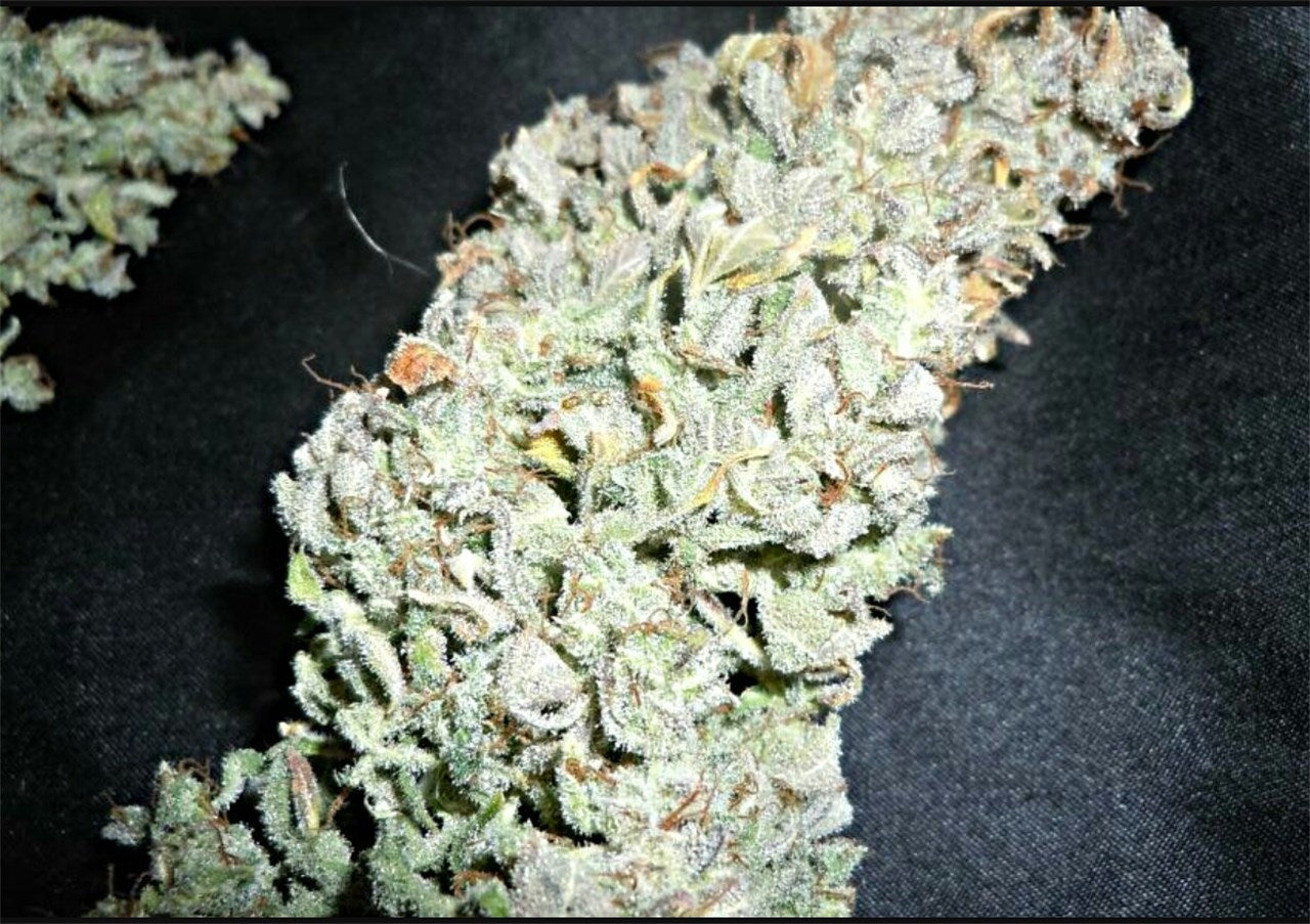 Dr. Feelgood marijuana strain flower with woody and earthy flavor and energetic / euphoric effects - Rare Harvest hybrid