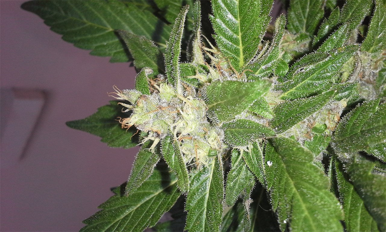 Dr. Grinspoon marijuana strain flower with honey and citrus flavor and energetic / creative effects - Rare Harvest sativa
