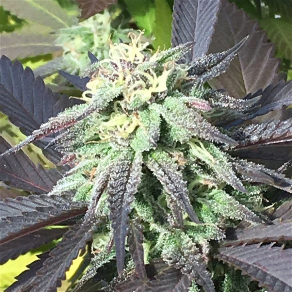 Dr. Who marijuana strain flower with flowery and earthy flavor and relaxed / happy effects - Rare Harvest hybrid