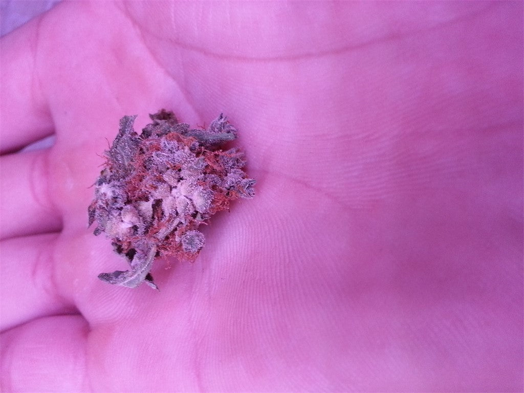 Dream Police marijuana strain flower with blueberry and berry flavor and energetic / uplifted effects - Rare Harvest hybrid