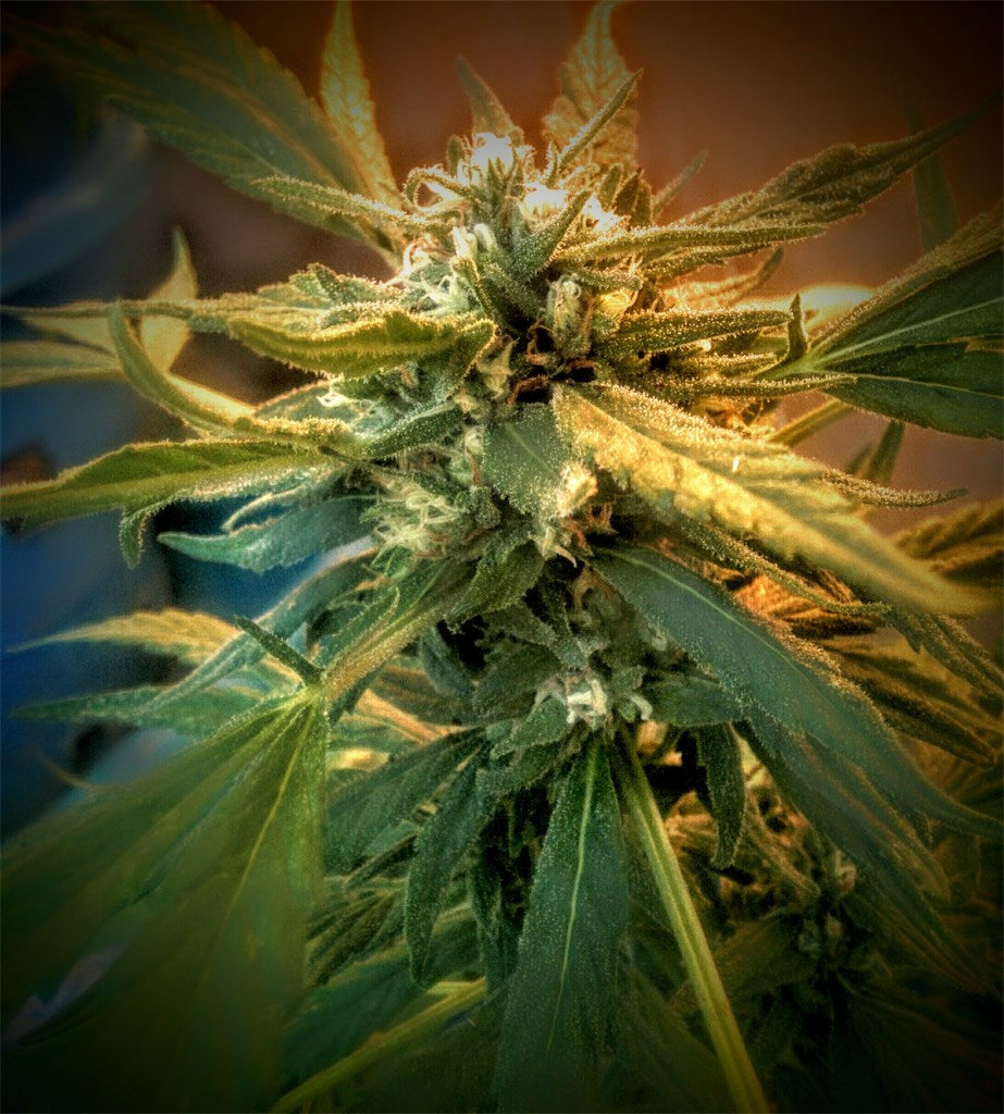 Dream Queen marijuana strain flower with menthol and flowery flavor and uplifted / euphoric effects - Rare Harvest hybrid