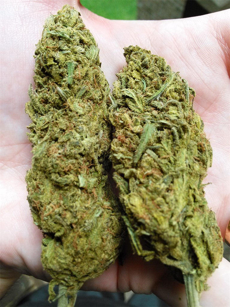 Dream Star marijuana strain flower with sage and earthy flavor and uplifted / energetic effects - Rare Harvest hybrid