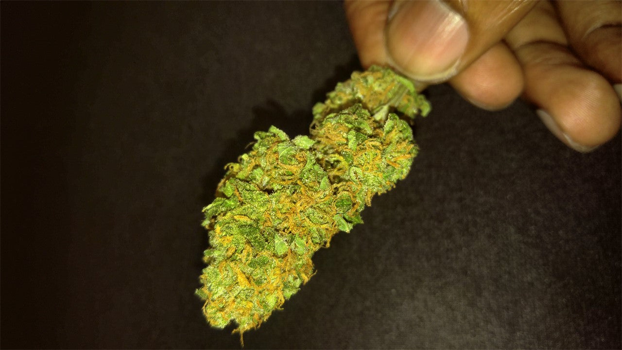 Drizella marijuana strain flower with vanilla and sweet flavor and energetic / creative effects - Rare Harvest sativa
