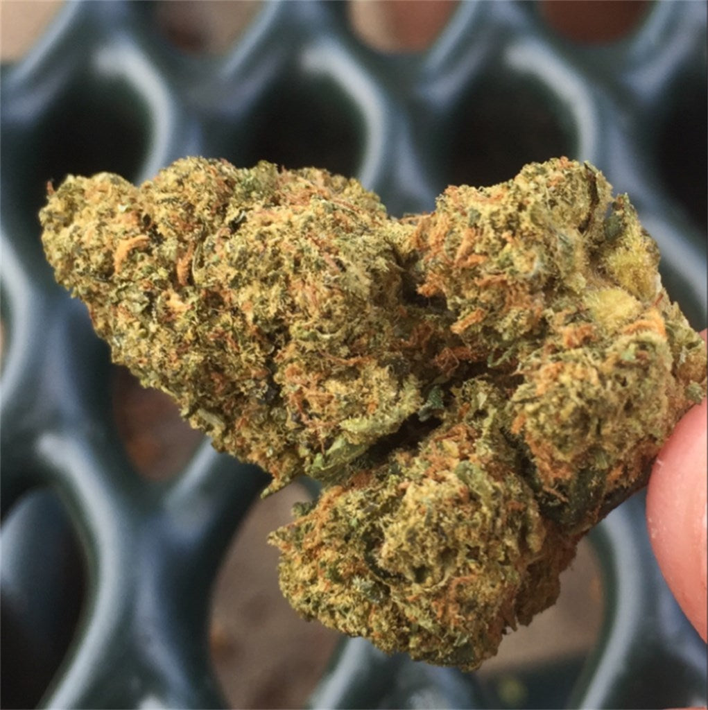Durban Cheese marijuana strain flower with cheese and blue cheese flavor and uplifted / energetic effects - Rare Harvest hybrid