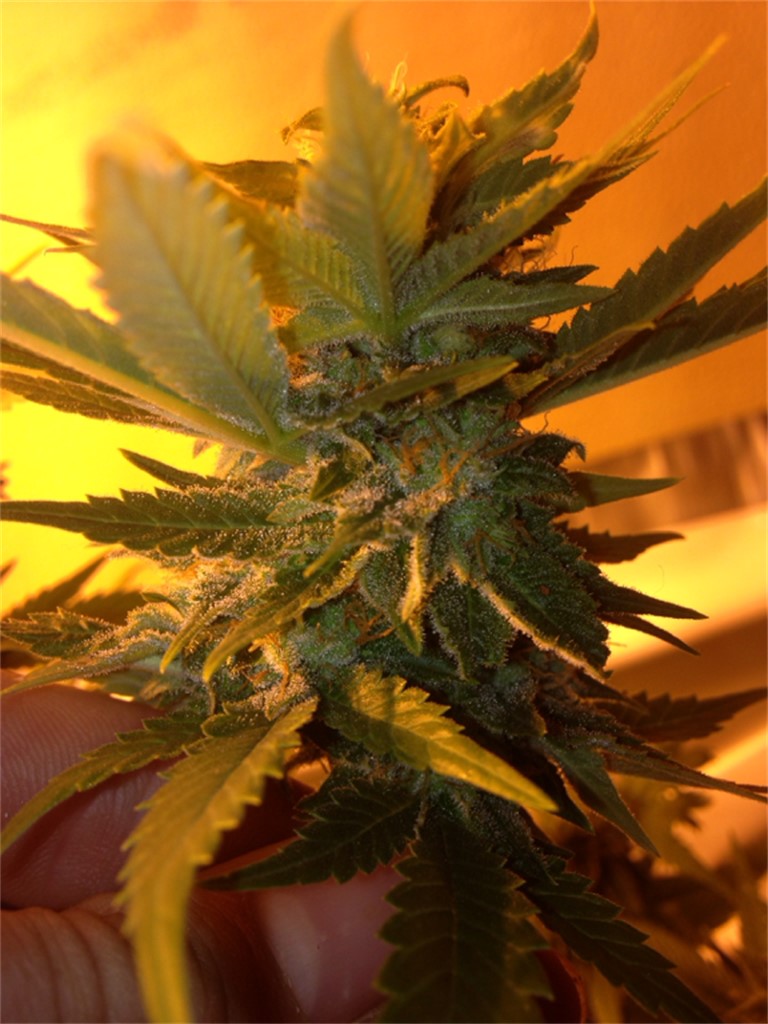 Durga Mata marijuana strain flower with menthol and tobacco flavor and hungry / uplifted effects - Rare Harvest indica