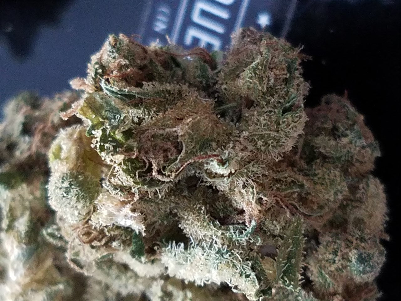Dutch Hawaiian marijuana strain flower with tropical and citrus flavor and uplifted / focused effects - Rare Harvest sativa