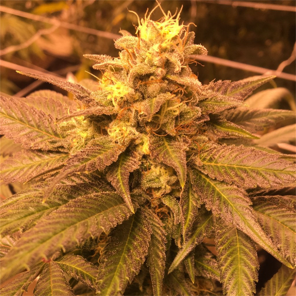 Dutch Kush marijuana strain flower with berry and flowery flavor and hungry / relaxed effects - Rare Harvest indica
