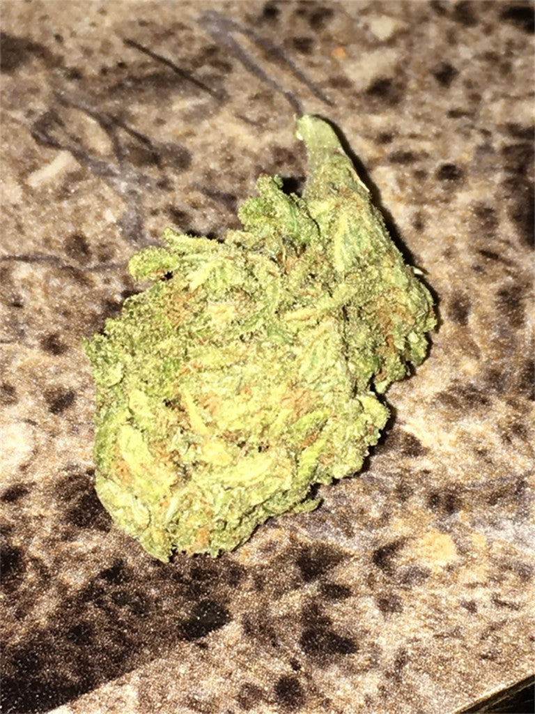 Dutch Queen marijuana strain flower with pine and earthy flavor and focused / energetic effects - Rare Harvest hybrid