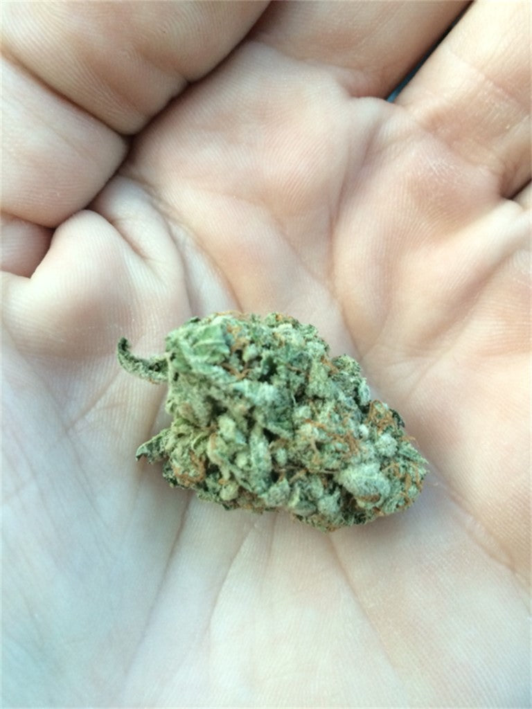 Dutch Thunder Fuck marijuana strain flower with diesel and lemon flavor and uplifted / creative effects - Rare Harvest hybrid