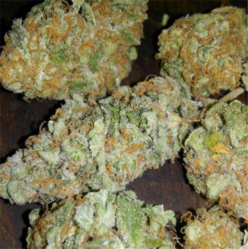 Early Girl marijuana strain flower with mint and sweet flavor and giggly / hungry effects - Rare Harvest indica