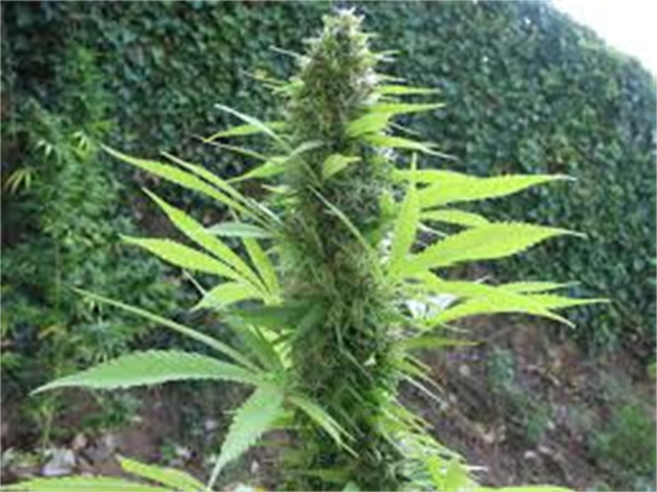 Early Pearl marijuana strain flower with tea and sweet flavor and talkative / energetic effects - Rare Harvest sativa