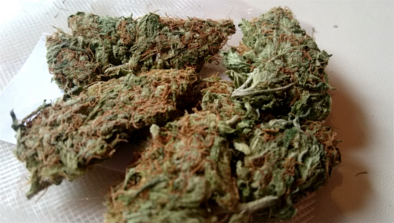 Early Skunk marijuana strain flower with rose and flowery flavor and focused / energetic effects - Rare Harvest hybrid