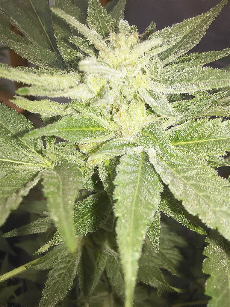 Earth OG marijuana strain flower with woody and earthy flavor and giggly / happy effects - Rare Harvest hybrid
