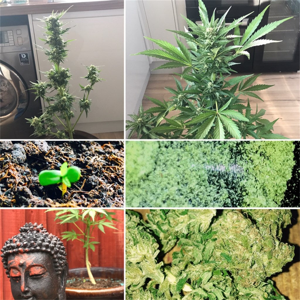 Easy Bud marijuana strain flower with lemon and orange flavor and energetic / creative effects - Rare Harvest hybrid