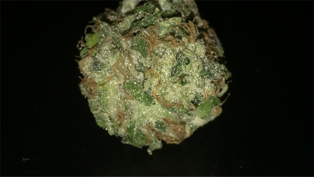 Ebola #7 marijuana strain flower with pineapple and diesel flavor and talkative / energetic effects - Rare Harvest hybrid