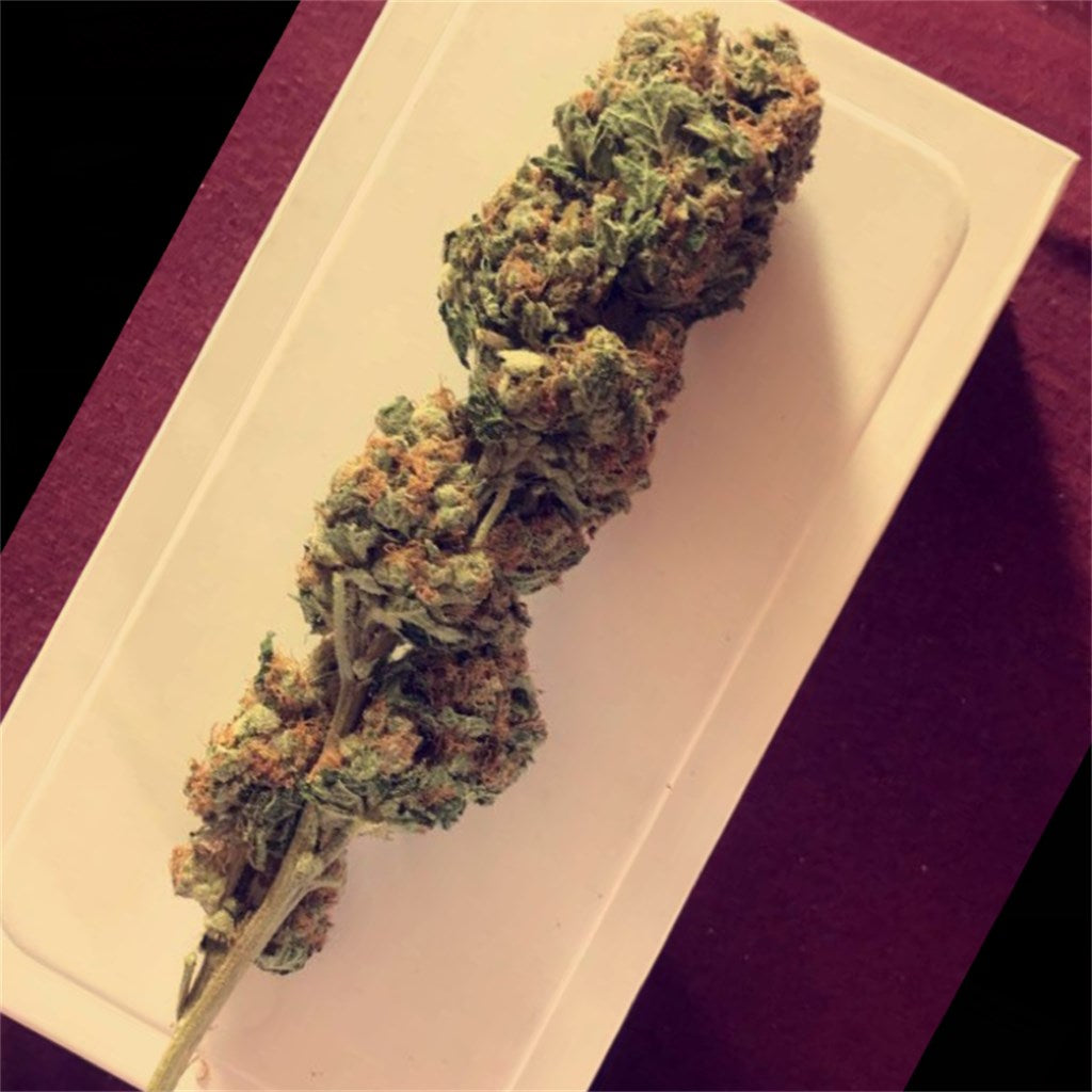 Ed Rosenthal Super Bud marijuana strain flower with citrus and earthy flavor and tingly / creative effects - Rare Harvest hybrid
