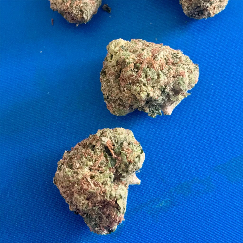 El Jefe marijuana strain flower with apricot and honey flavor and tingly / relaxed effects - Rare Harvest indica