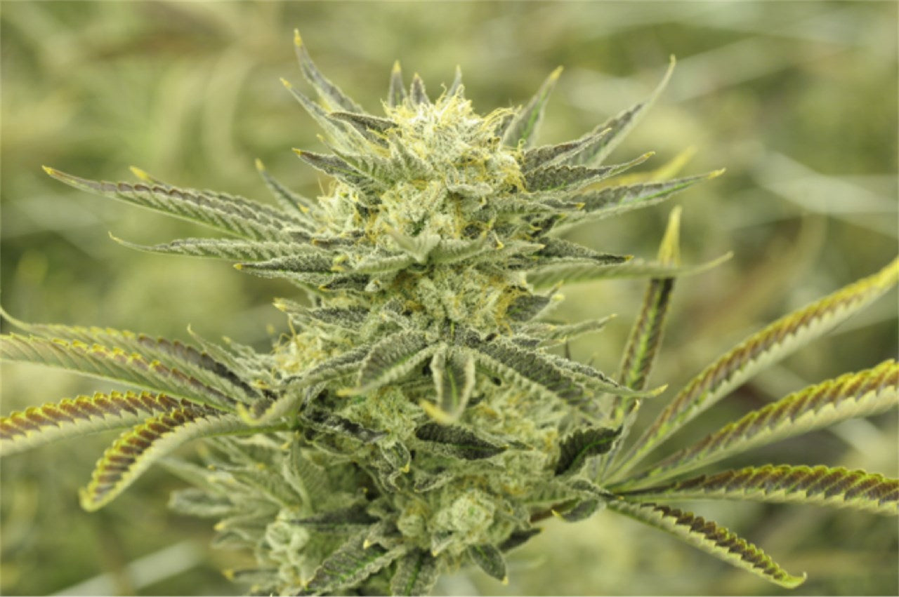 Electric Lemon G marijuana strain flower with lemon and citrus flavor and focused / energetic effects - Rare Harvest sativa