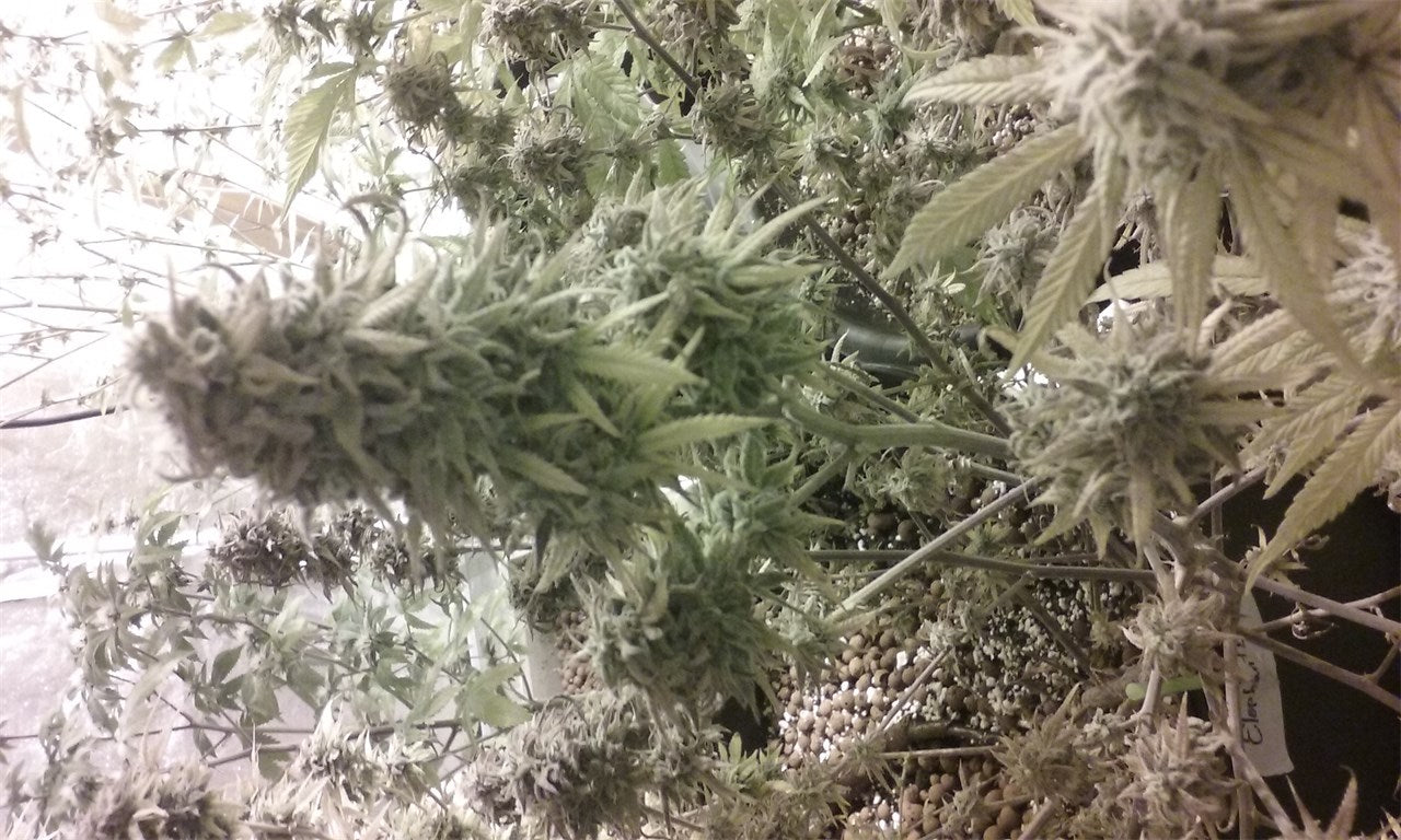 Elephant marijuana strain flower with blueberry and diesel flavor and talkative / energetic effects - Rare Harvest sativa