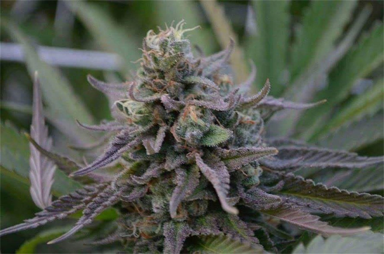 Elvis marijuana strain flower with skunk and flowery flavor and uplifted / talkative effects - Rare Harvest hybrid