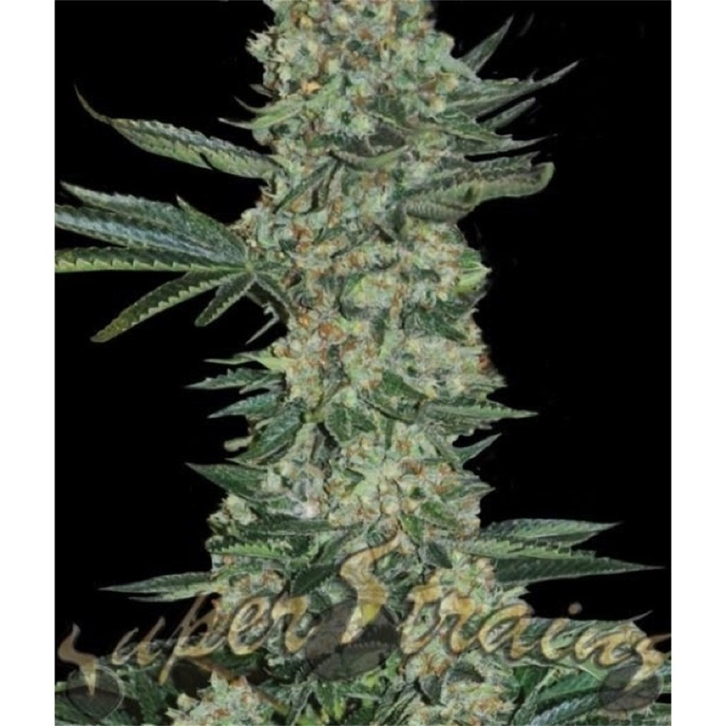 Enemy of the State marijuana strain flower with flowery and diesel flavor and relaxed / hungry effects - Rare Harvest indica