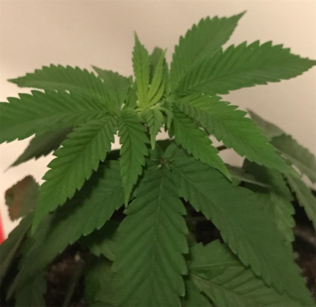 Eran Almog marijuana strain flower with tea and earthy flavor and sleepy / relaxed effects - Rare Harvest indica