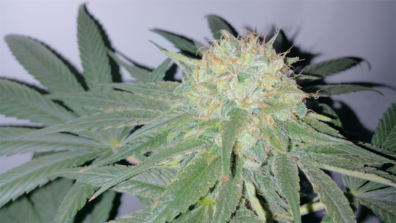 Euphoria marijuana strain flower with woody and skunk flavor and euphoric / talkative effects - Rare Harvest sativa