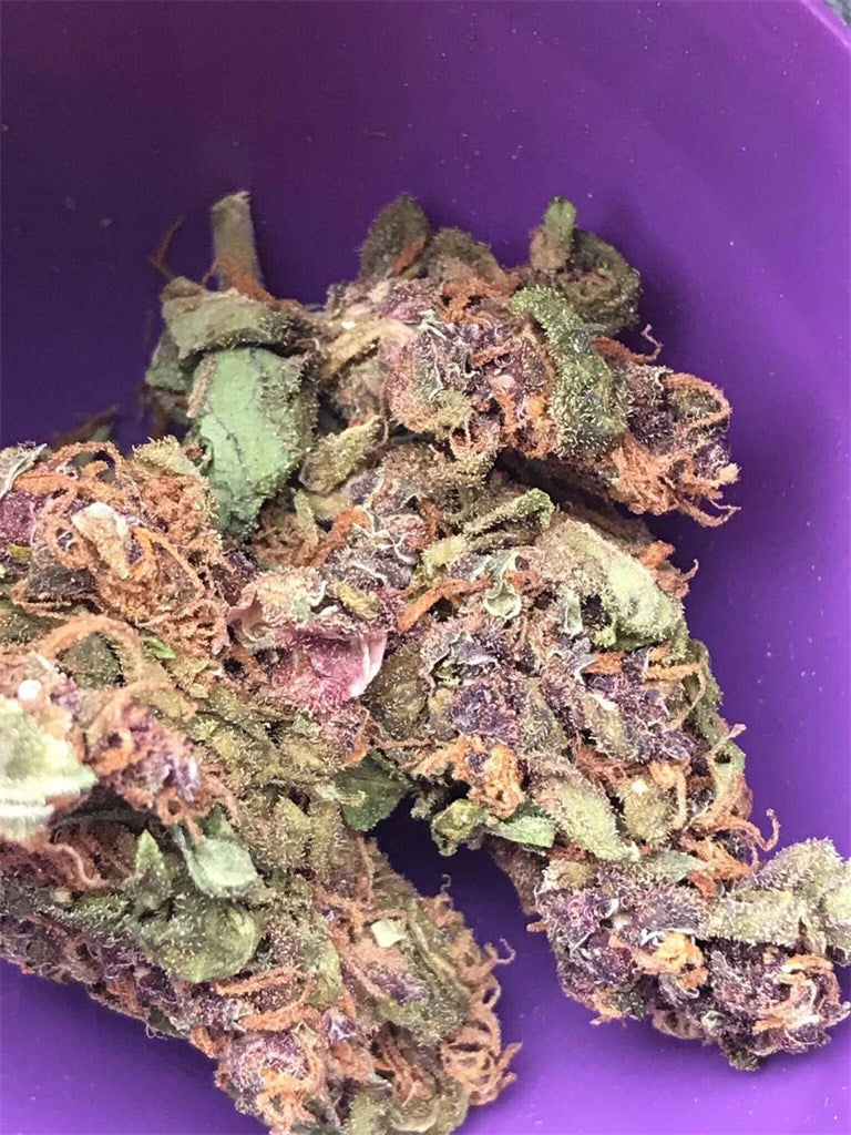 Exodus Cheese marijuana strain flower with cheese and pungent flavor and relaxed / euphoric effects - Rare Harvest hybrid