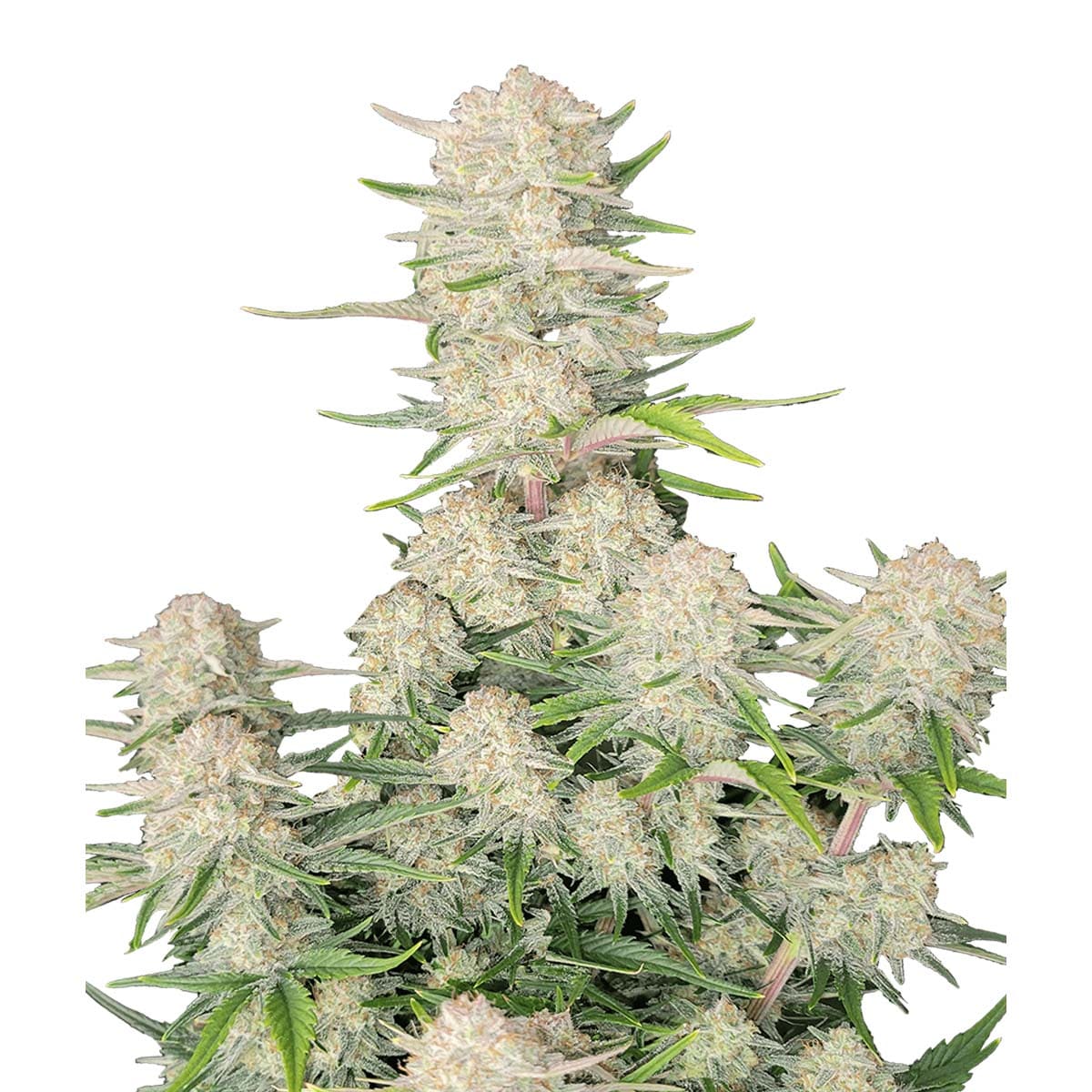 Apricot Auto marijuana strain flower with orange and tropical flavor and energetic / giggly effects - Rare Harvest indica