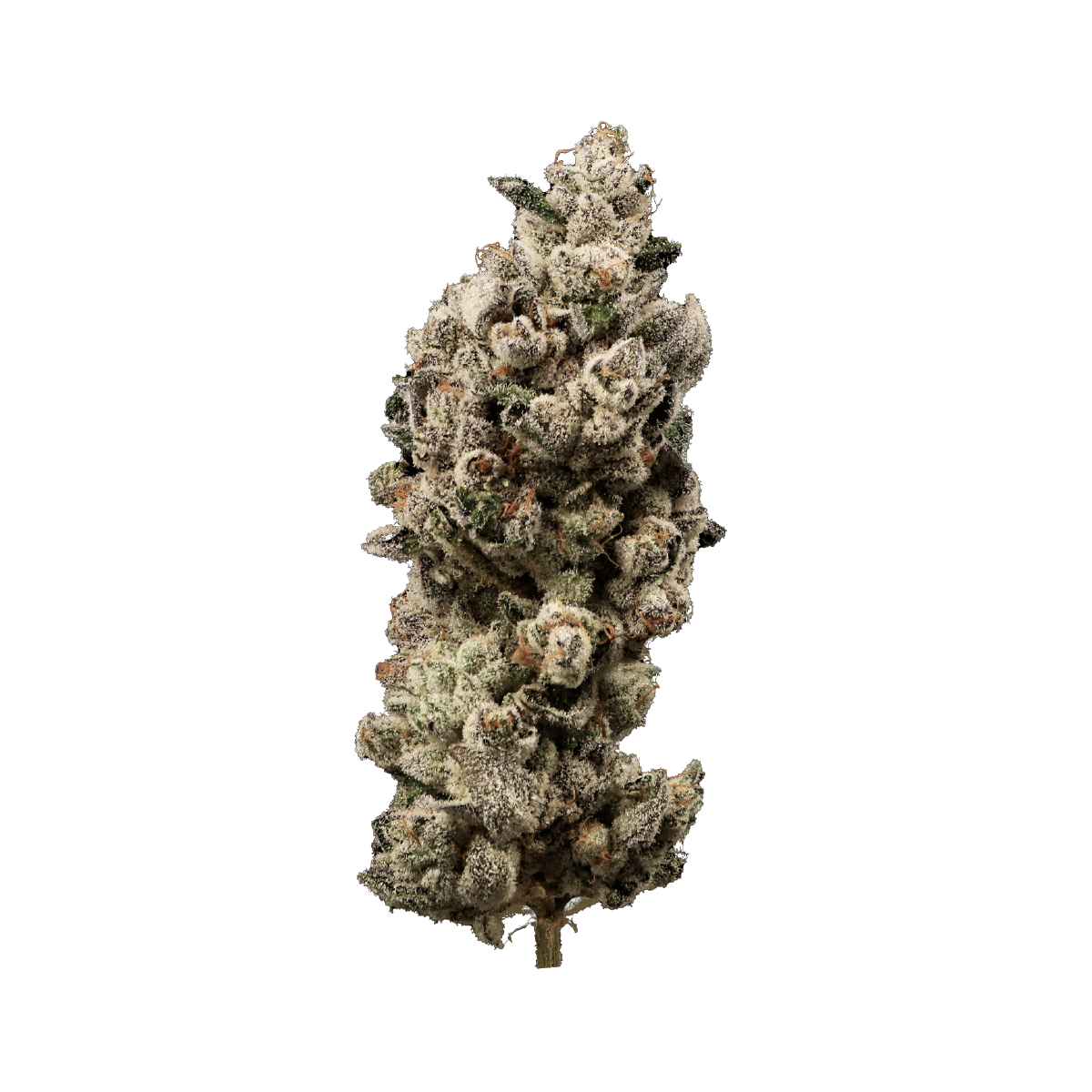Powder Sugar marijuana strain flower with blueberry and grape flavor and energetic / happy effects - Rare Harvest hybrid
