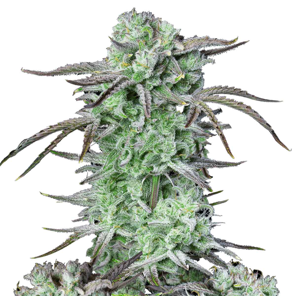 Strawberry Banana Auto marijuana strain flower with berry and sweet flavor and energetic / euphoric effects - Rare Harvest hybrid