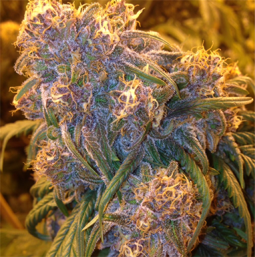 Fat Purple marijuana strain flower with grape and berry flavor and aroused / happy effects - Rare Harvest indica