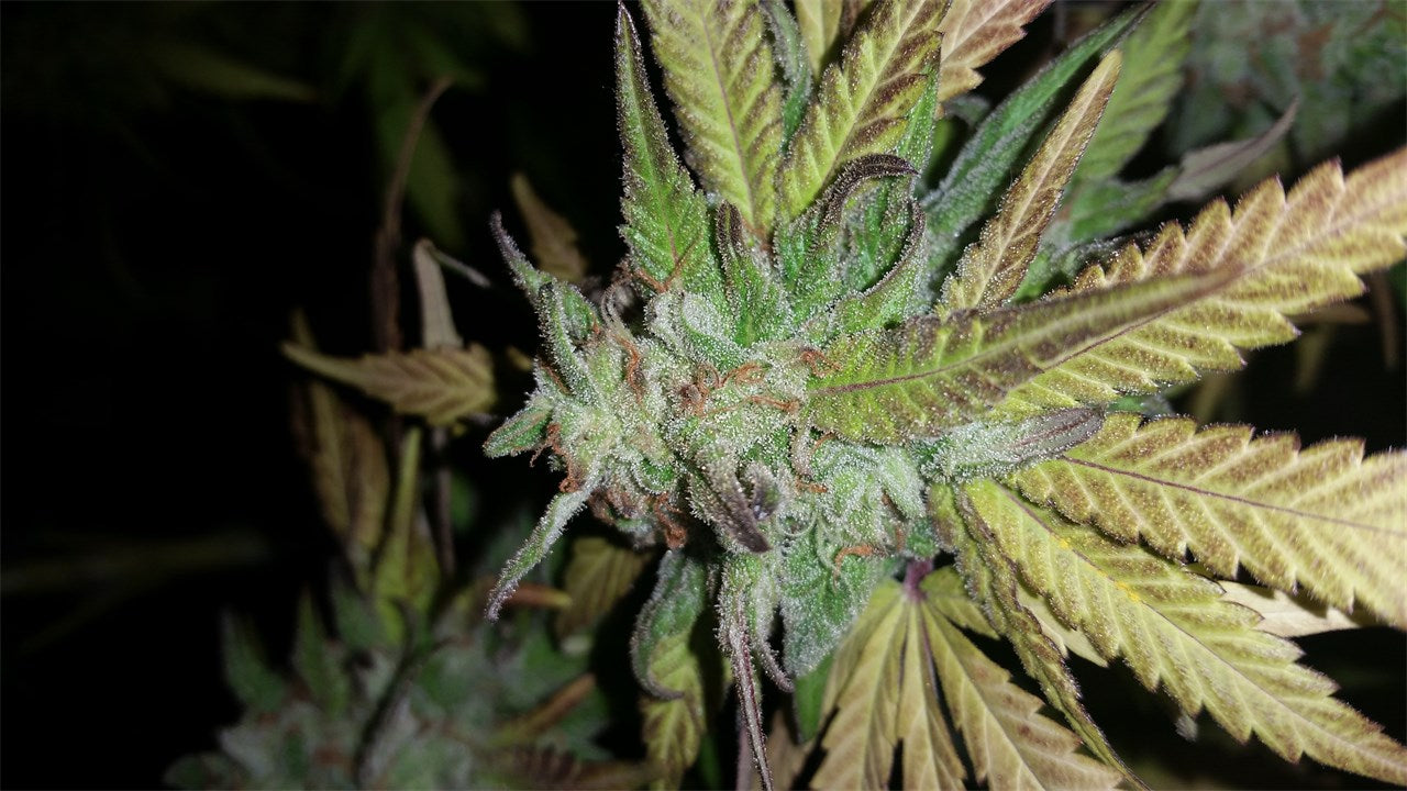 Fire OG marijuana strain flower with lemon and earthy flavor and relaxed / tingly effects - Rare Harvest hybrid