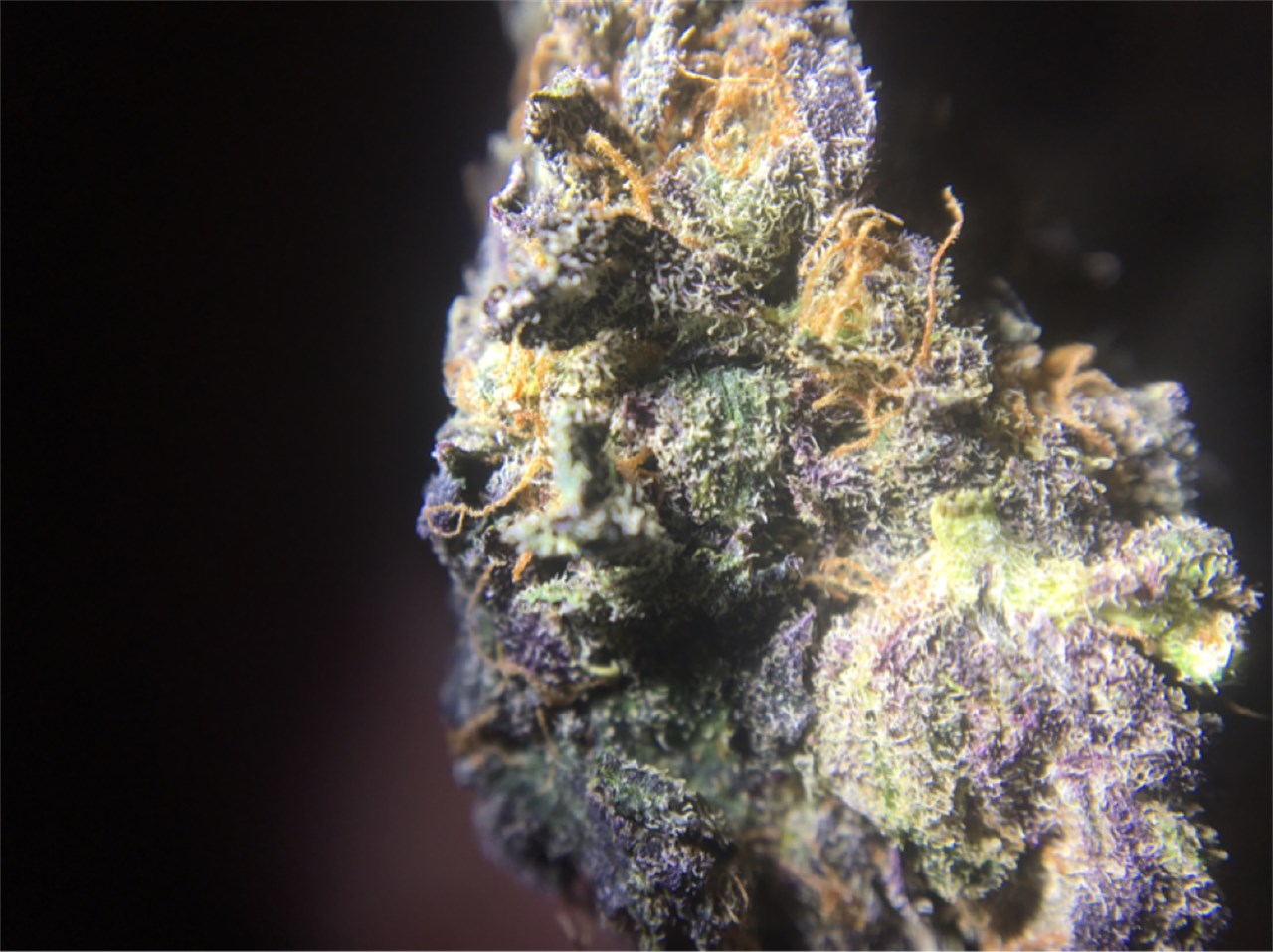 Flaming Cookies marijuana strain flower with spicy/herbal and diesel flavor and tingly / euphoric effects - Rare Harvest indica