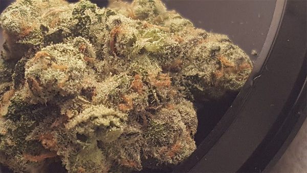 Flo OG Marijuana Strain | Rare Harvest