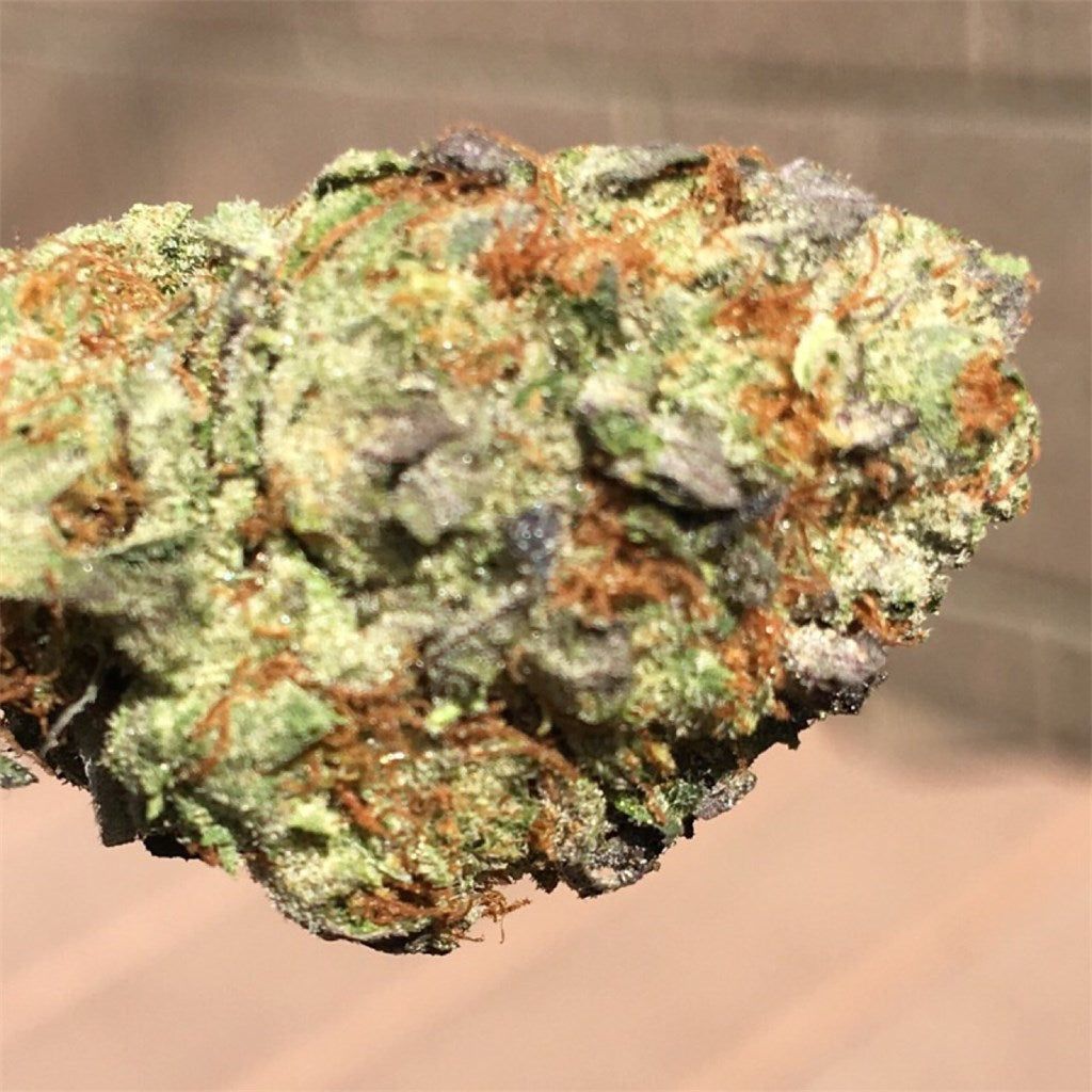 Fortune Cookies marijuana strain flower with honey and nutty flavor and relaxed / focused effects - Rare Harvest hybrid