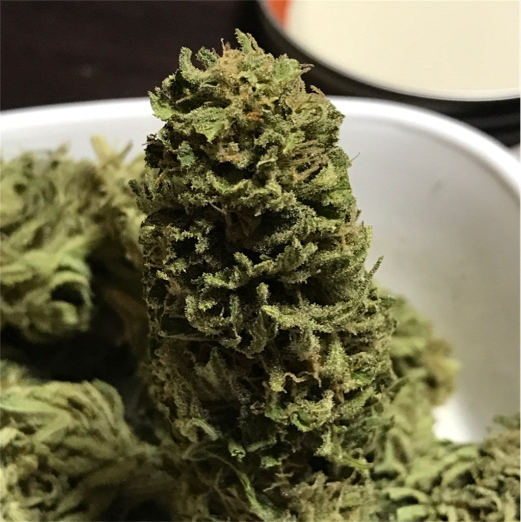 Frank's Gift marijuana strain flower with woody and earthy flavor and relaxed / happy effects - Rare Harvest hybrid