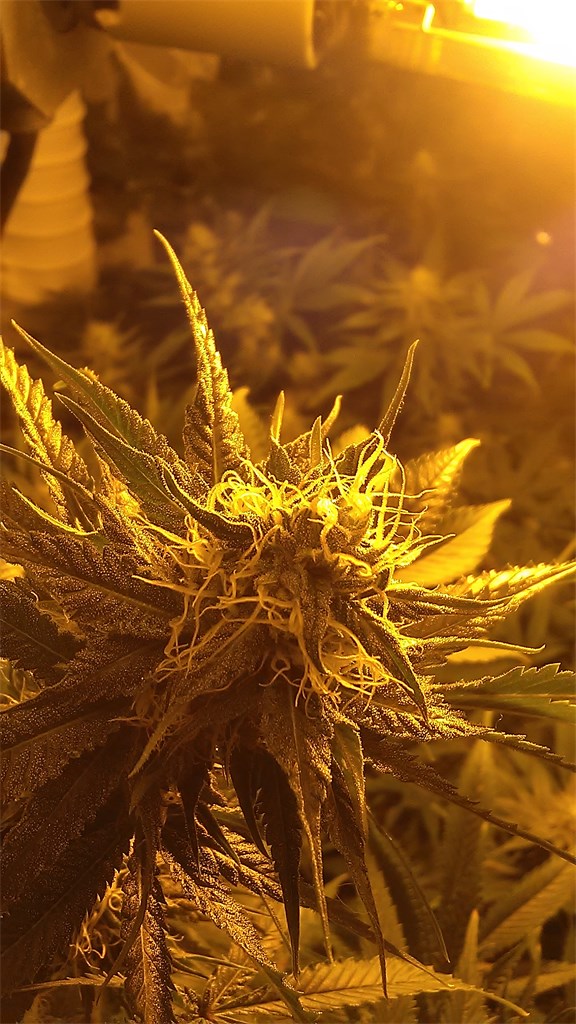 Freezeland marijuana strain flower with woody and pine flavor and happy / hungry effects - Rare Harvest indica