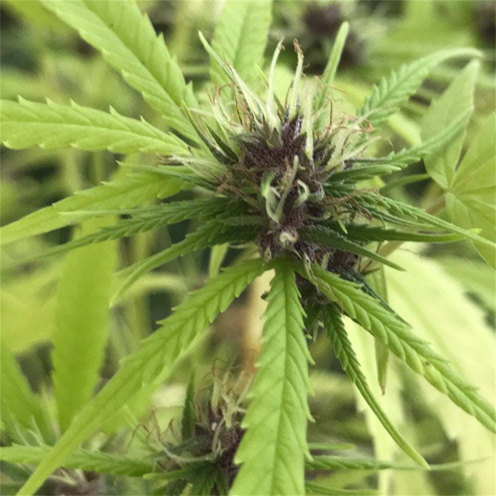 Frisian Dew marijuana strain flower with pine and woody flavor and euphoric / hungry effects - Rare Harvest hybrid