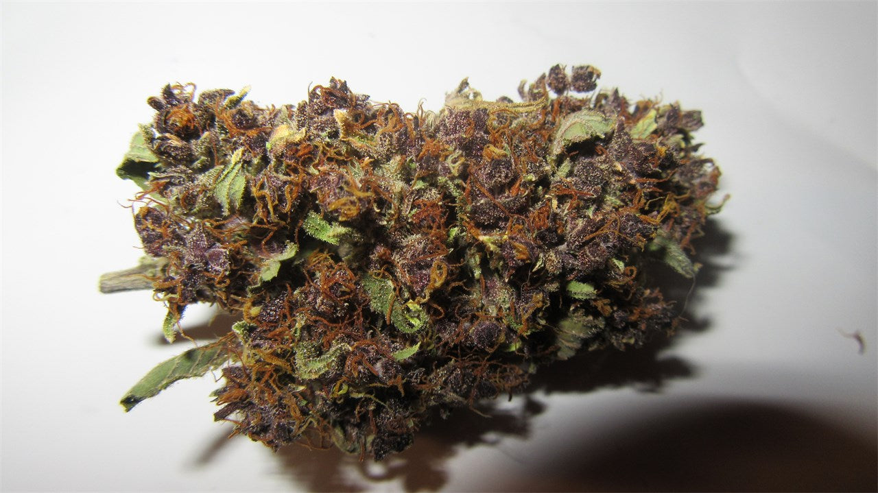 Frisian Duck marijuana strain flower with pine and berry flavor and energetic / hungry effects - Rare Harvest hybrid
