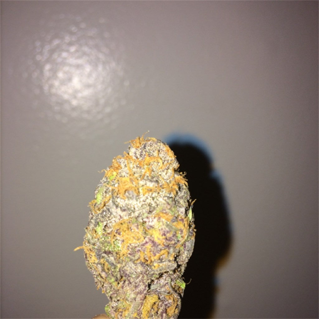 FL Haze marijuana strain flower with grapefruit and tree fruit flavor and relaxed / talkative effects - Rare Harvest hybrid